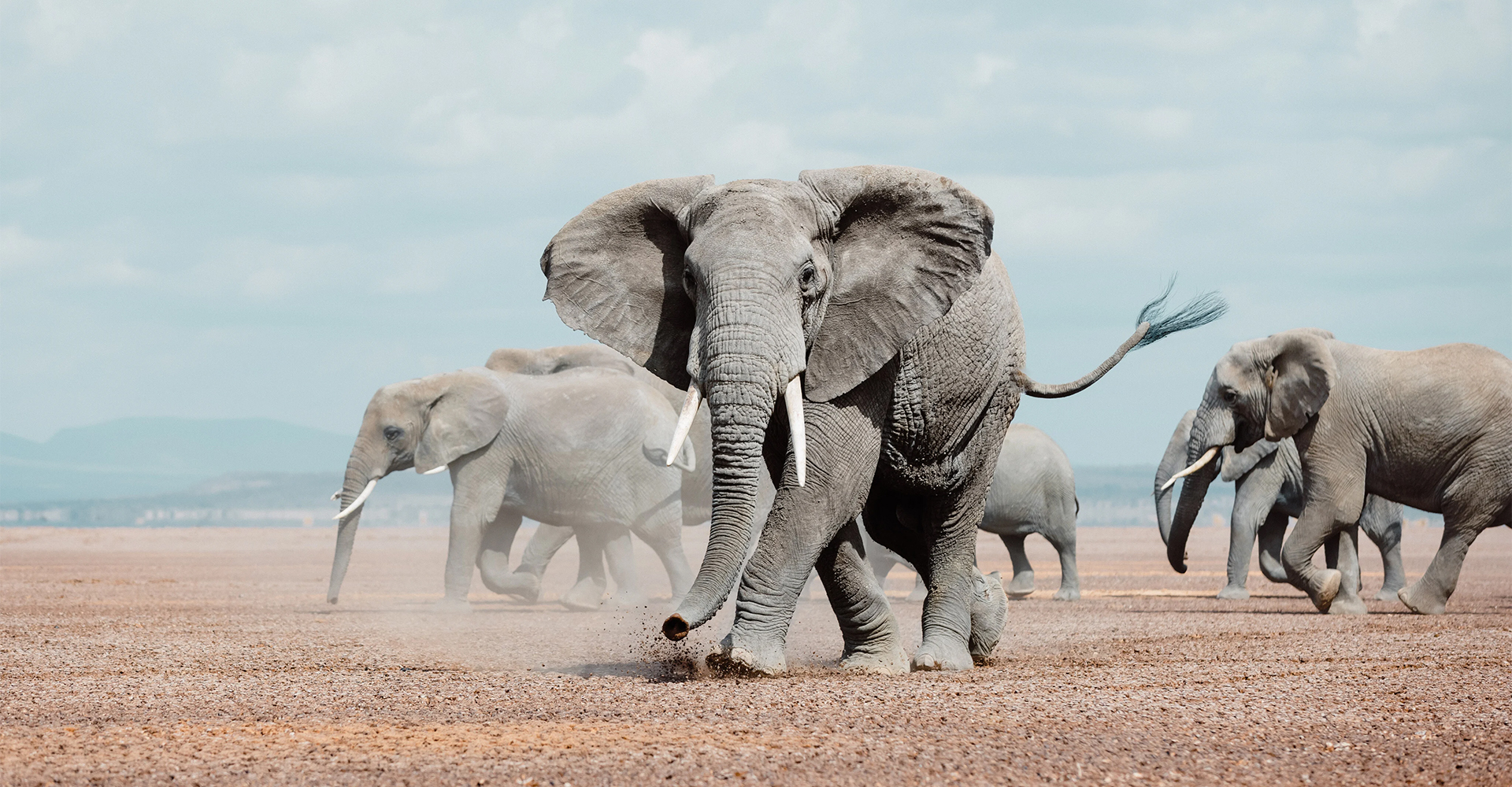 amboseli-national-park-banner