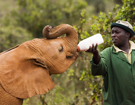 daphne-sheldrick-elephant-orphanage-day-trip