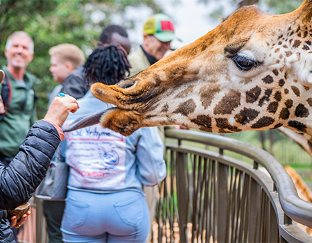 giraffe-center-day-tour